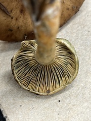 Lactarius aurantiosordidus