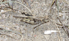 Trachyrhachys aspera