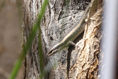 Trachylepis spilogaster