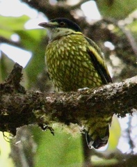 Ampelioides tschudii