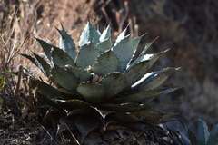 Agave potatorum