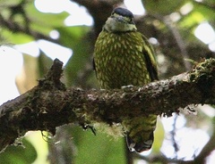 Ampelioides tschudii