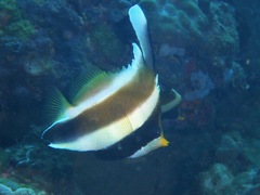 Heniochus chrysostomus