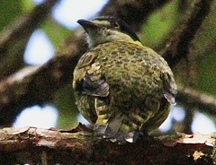 Ampelioides tschudii