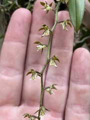Plectorrhiza tridentata