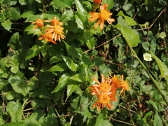 Pseudogynoxys chenopodioides