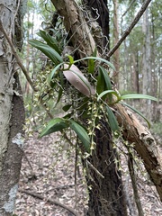 Plectorrhiza tridentata