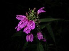 Justicia namatophila