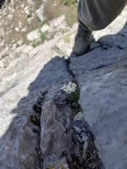 Erigeron cronquistii