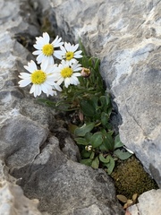 Erigeron cronquistii