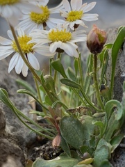 Erigeron cronquistii