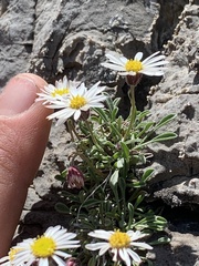 Erigeron cronquistii