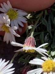 Erigeron cronquistii
