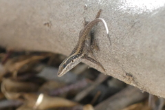 Trachylepis spilogaster