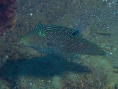 Canthigaster papua