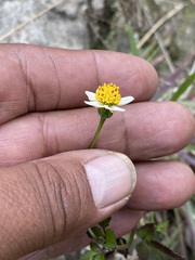 Bidens bigelovii