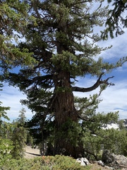 Pinus flexilis