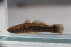 Oxyeleotris aruensis