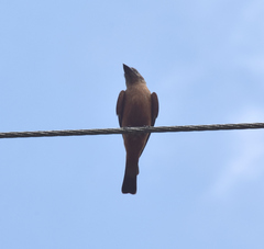 Hirundinea ferruginea