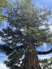 Pinus flexilis
