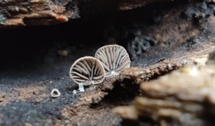 Resupinatus trichotis