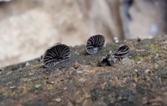 Resupinatus trichotis