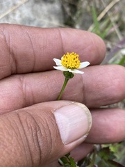 Bidens bigelovii
