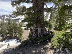 Pinus flexilis