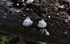 Resupinatus trichotis