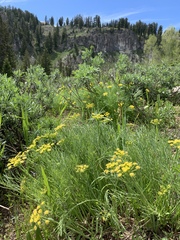 Lomatium graveolens