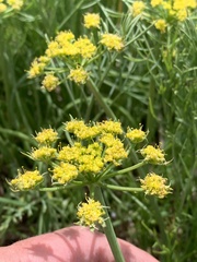 Lomatium graveolens