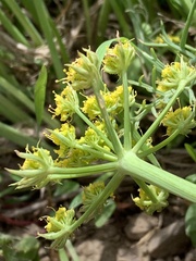 Lomatium graveolens