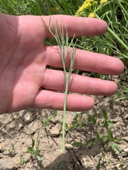 Lomatium graveolens