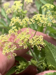Osmorhiza occidentalis