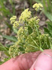 Osmorhiza occidentalis