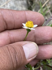 Bidens bigelovii