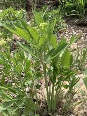 Osmorhiza occidentalis
