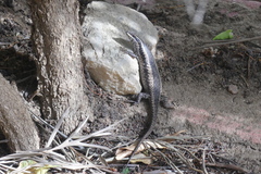Trachylepis spilogaster