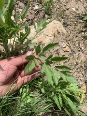 Osmorhiza occidentalis