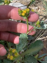 Packera streptanthifolia