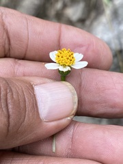 Bidens bigelovii