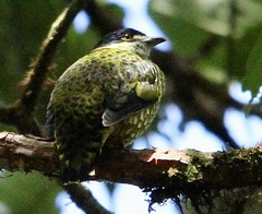 Ampelioides tschudii