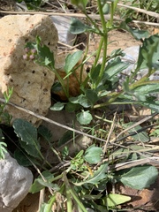 Packera streptanthifolia