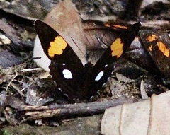 Adelpha leucophthalma
