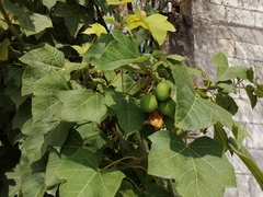 Jatropha curcas