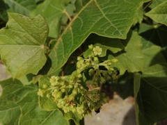 Jatropha curcas