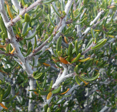Cercocarpus intricatus