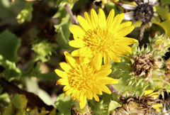 Rayjacksonia phyllocephala