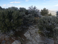 Cercocarpus intricatus