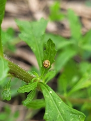 Psyllobora confluens
